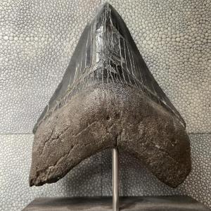 Megalodon Tooth 