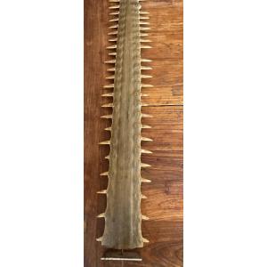 93-cm-tall Sawfish Snout