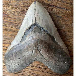 Dent de megalodon 13,5 cm