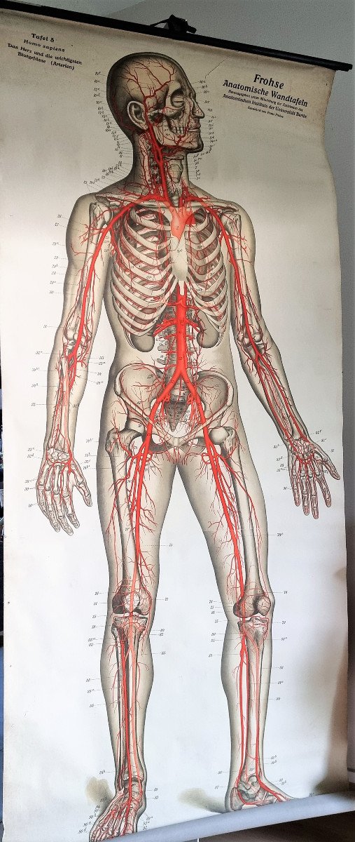 Large Anatomy Board 2 Meters - Flayed Man Frohse Anatomische Wandtafeln Human Body-photo-3