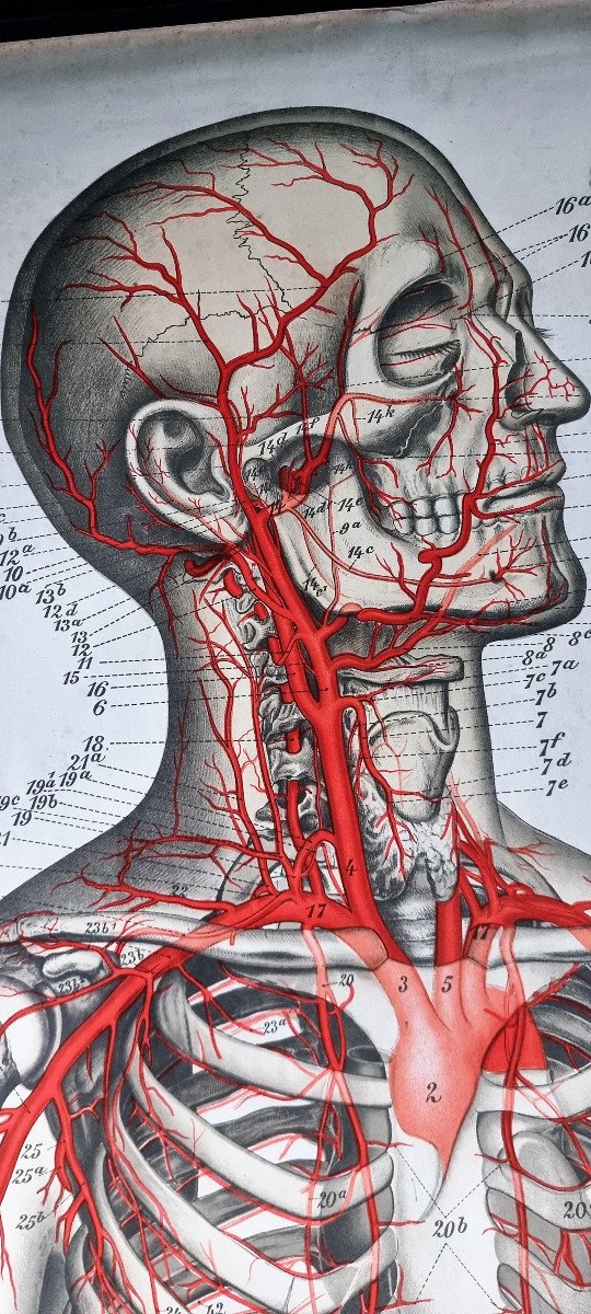 Large Anatomy Board 2 Meters - Flayed Man Frohse Anatomische Wandtafeln Human Body-photo-1