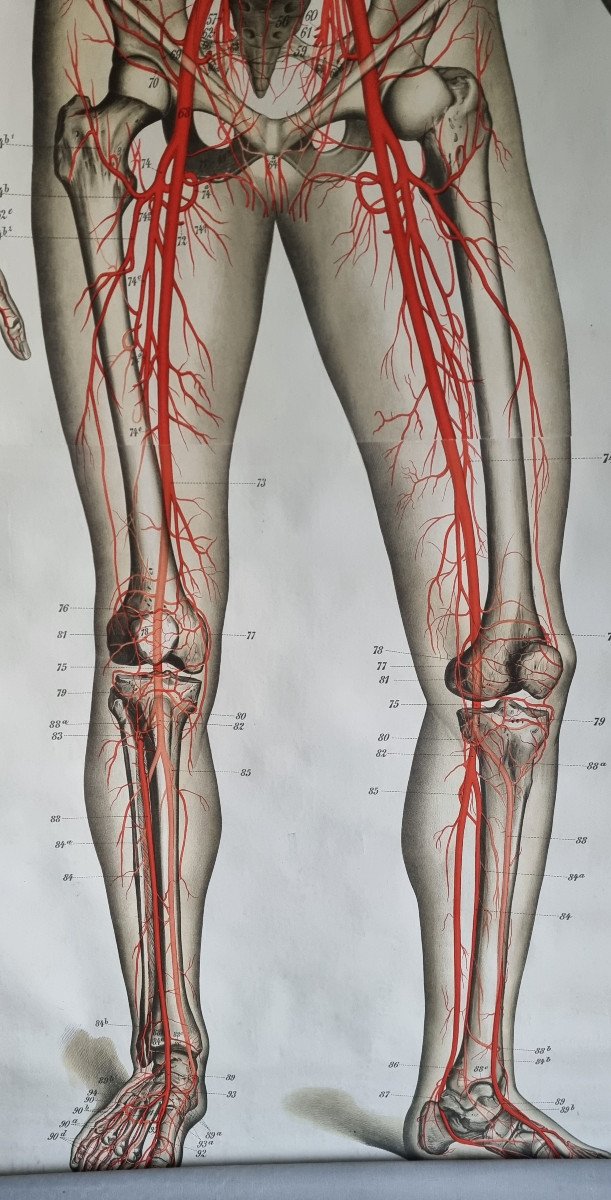 Large Anatomy Board 2 Meters - Flayed Man Frohse Anatomische Wandtafeln Human Body-photo-2