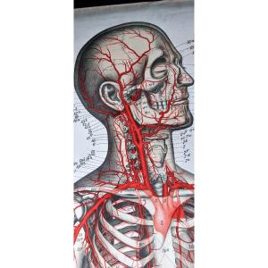 Large Anatomy Board 2 Meters - Flayed Man Frohse Anatomische Wandtafeln Human Body