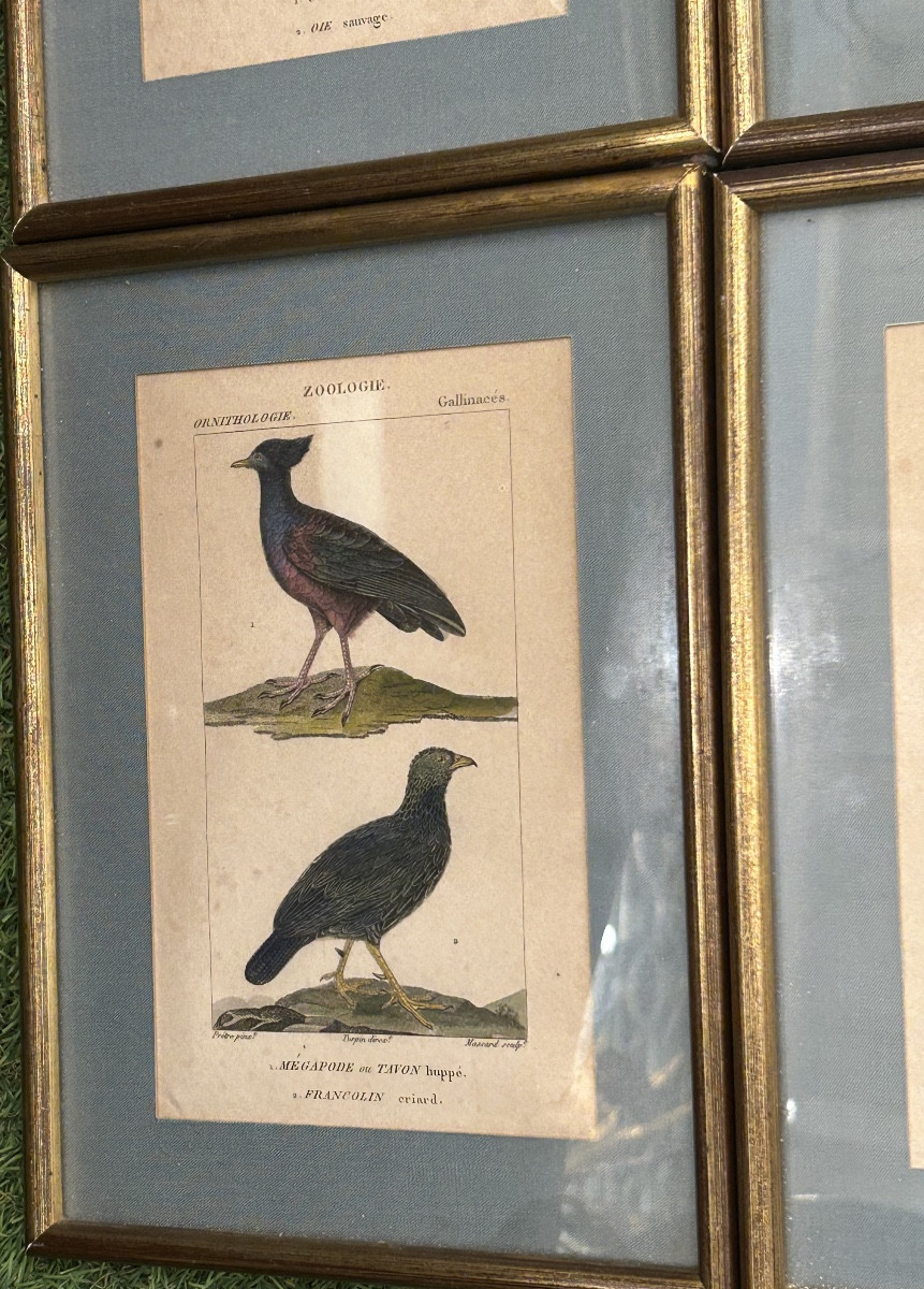 Série de 4 gravures colorées ornithologique -photo-2