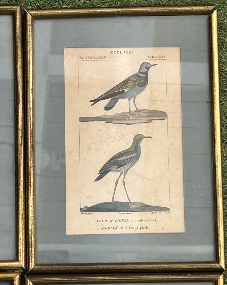 Série de 4 gravures colorées ornithologique -photo-1
