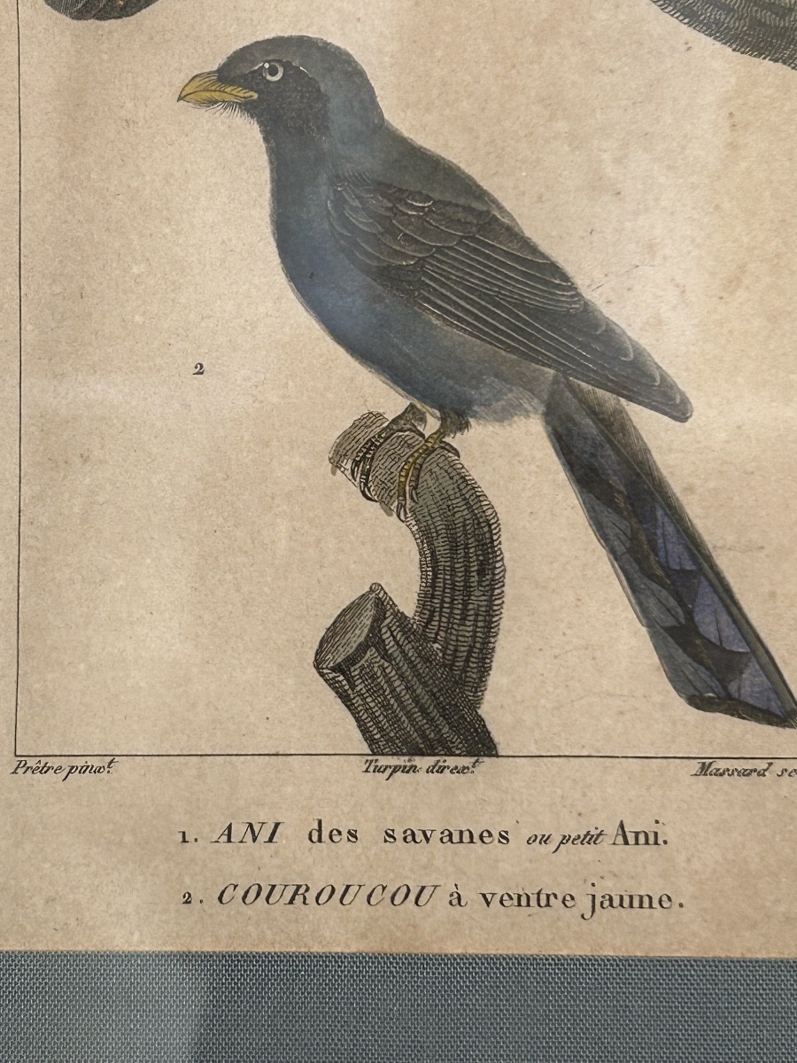 Série de 4 gravures colorées ornithologique -photo-2