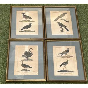 Série de 4 gravures colorées ornithologique 