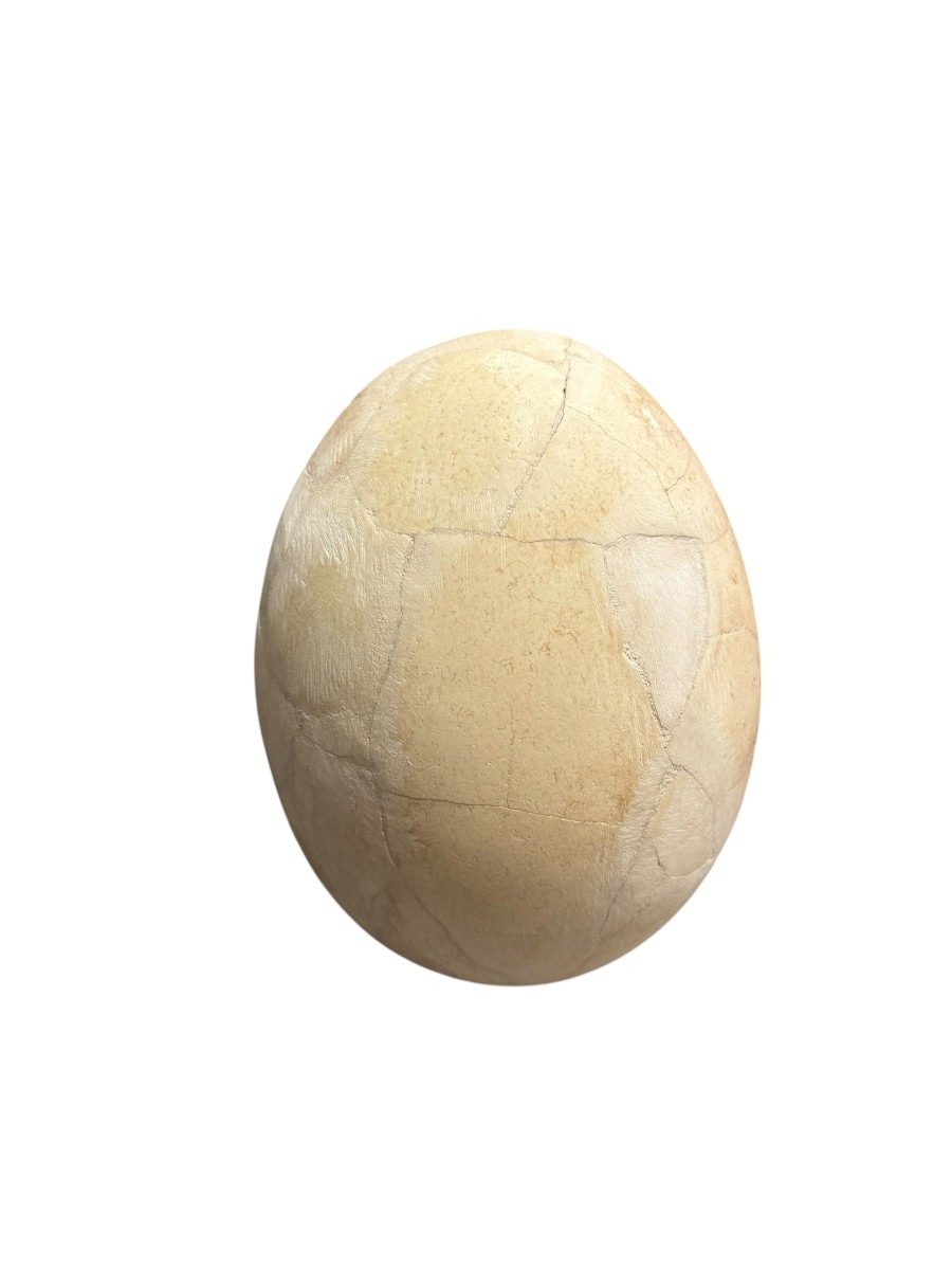 OEUF D'AEPYORNIS -photo-2
