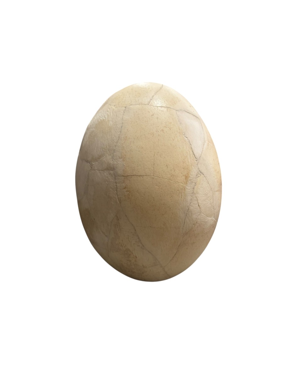 OEUF D'AEPYORNIS -photo-4