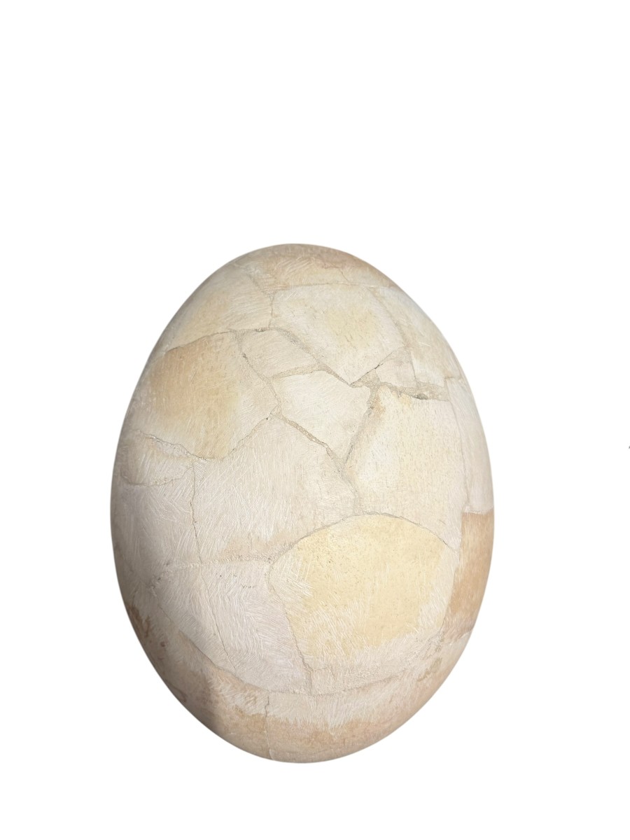 OEUF D'AEPYORNIS -photo-2