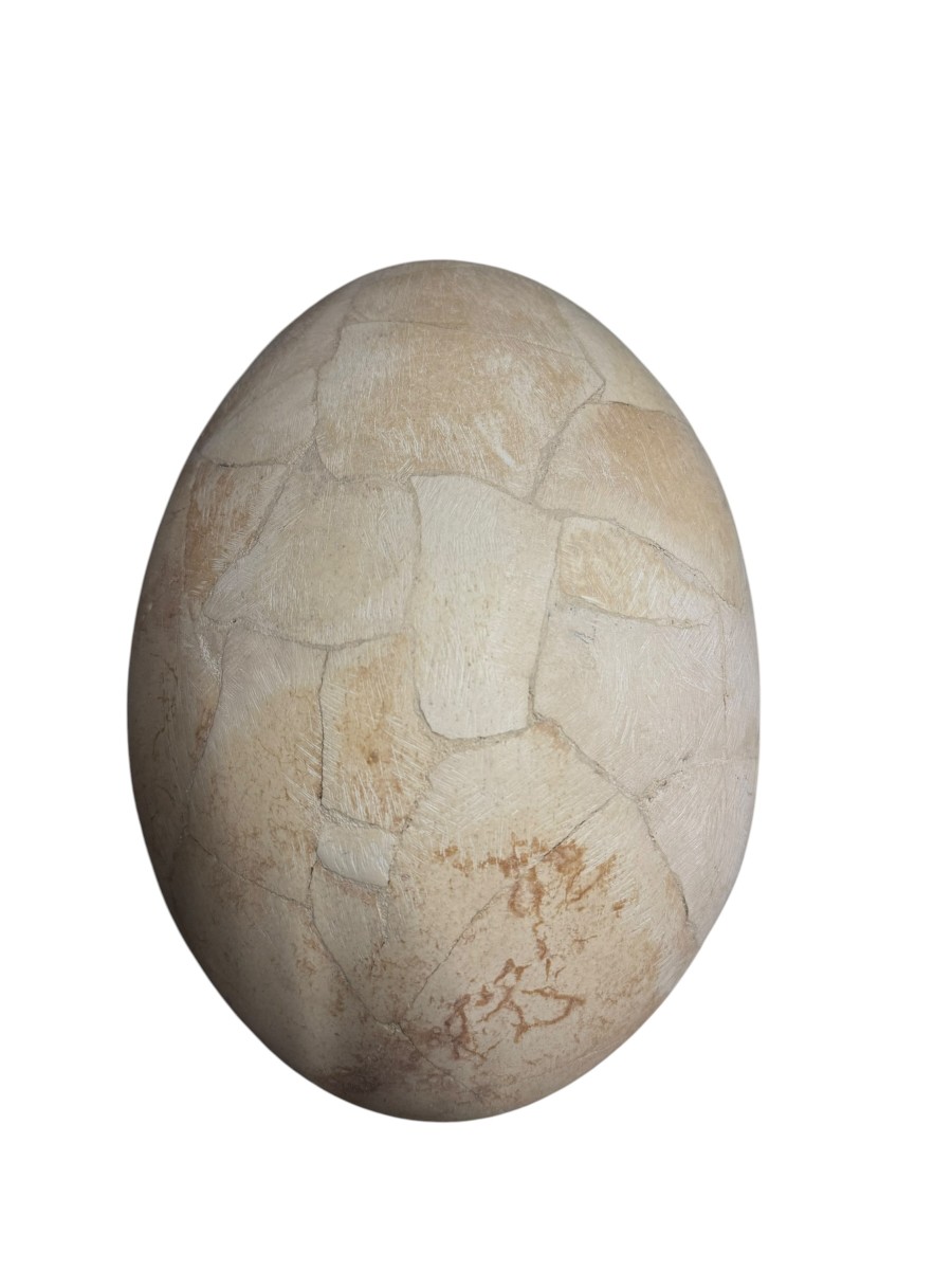 OEUF D'AEPYORNIS -photo-3