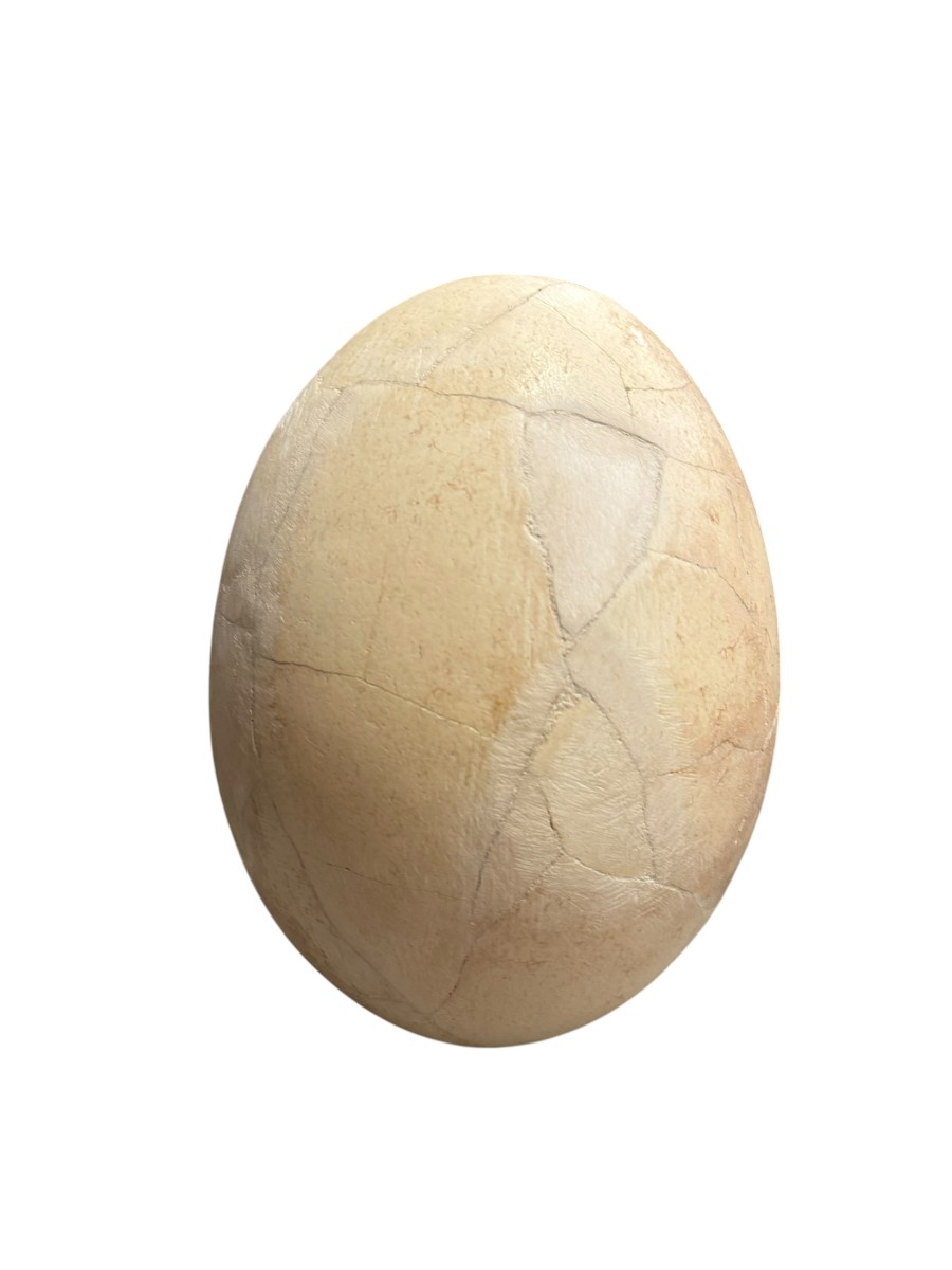 OEUF D'AEPYORNIS 