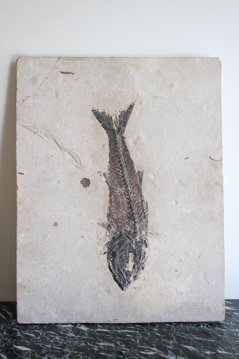 Mioplosus Fish Fossil On Limestone