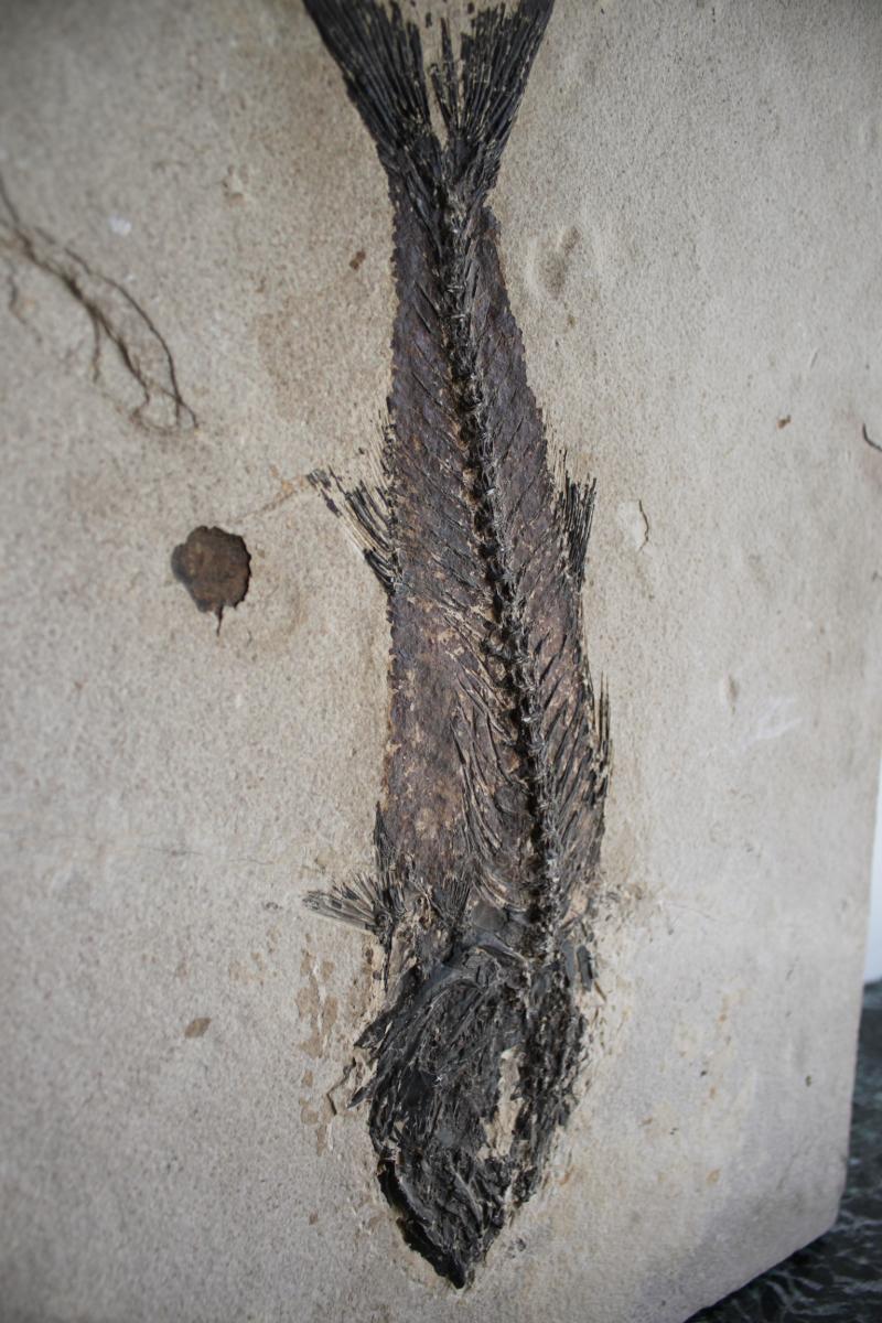 Mioplosus Fish Fossil On Limestone-photo-6