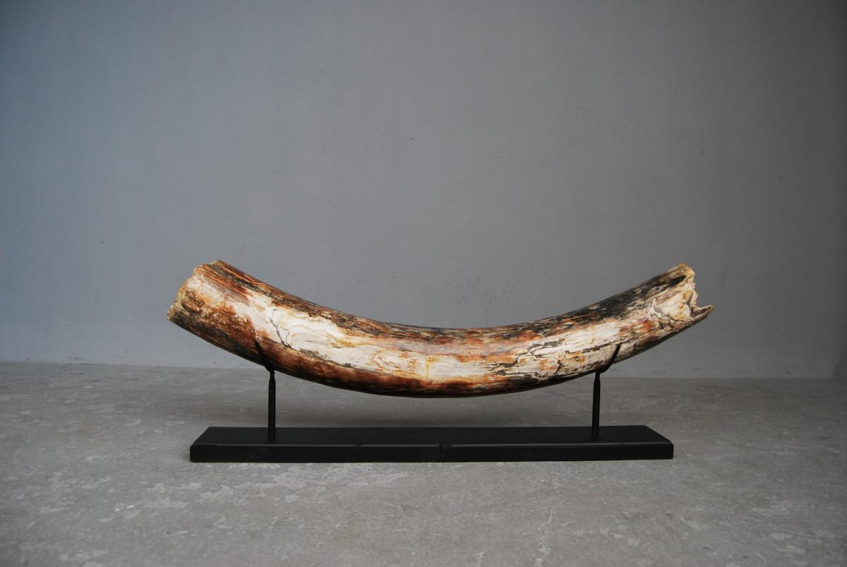 Mastodon Mammoth Tusk