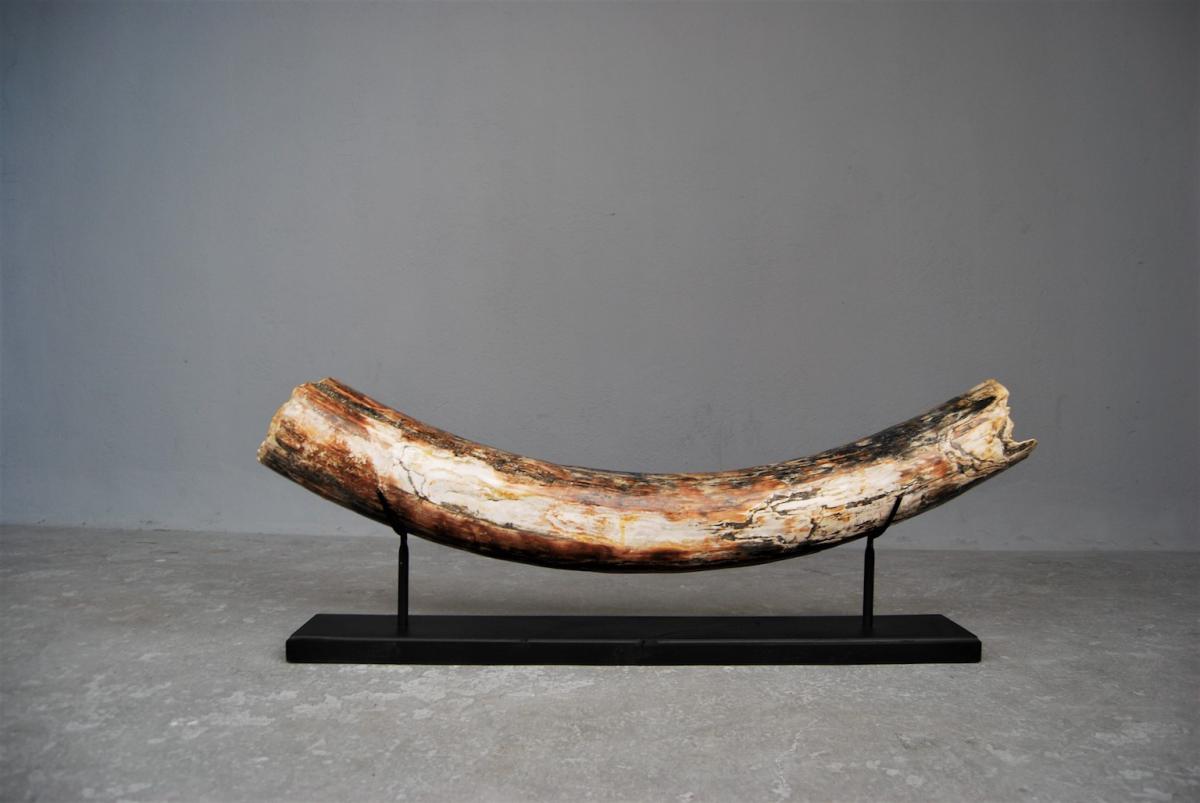 Mastodon Mammoth Tusk-photo-2