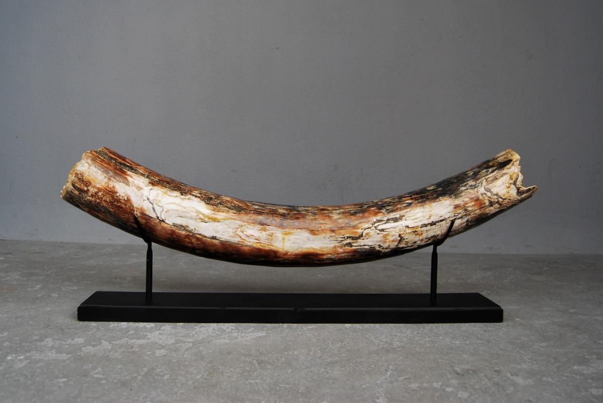 Mastodon Mammoth Tusk-photo-3