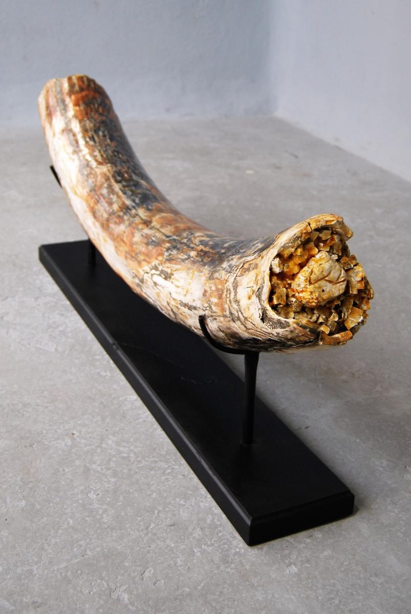 Mastodon Mammoth Tusk-photo-4