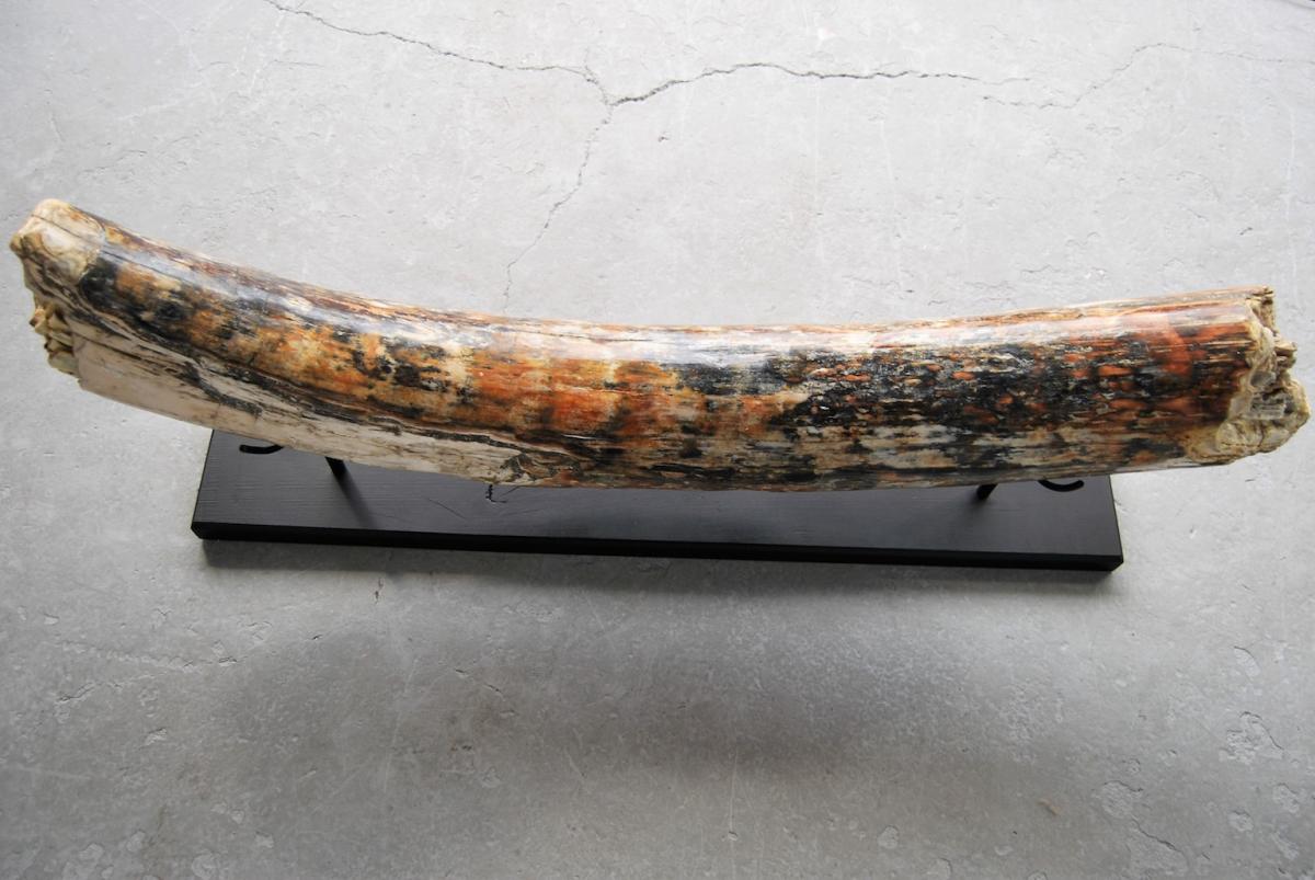 Mastodon Mammoth Tusk-photo-2