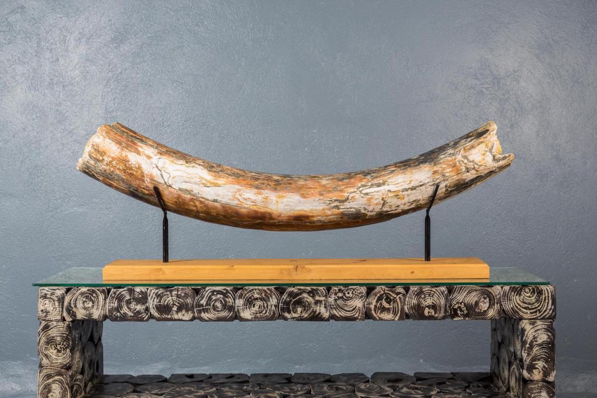 Mastodon Mammoth Tusk-photo-5