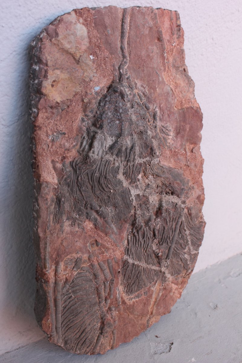 Crinoid Fossil-photo-2