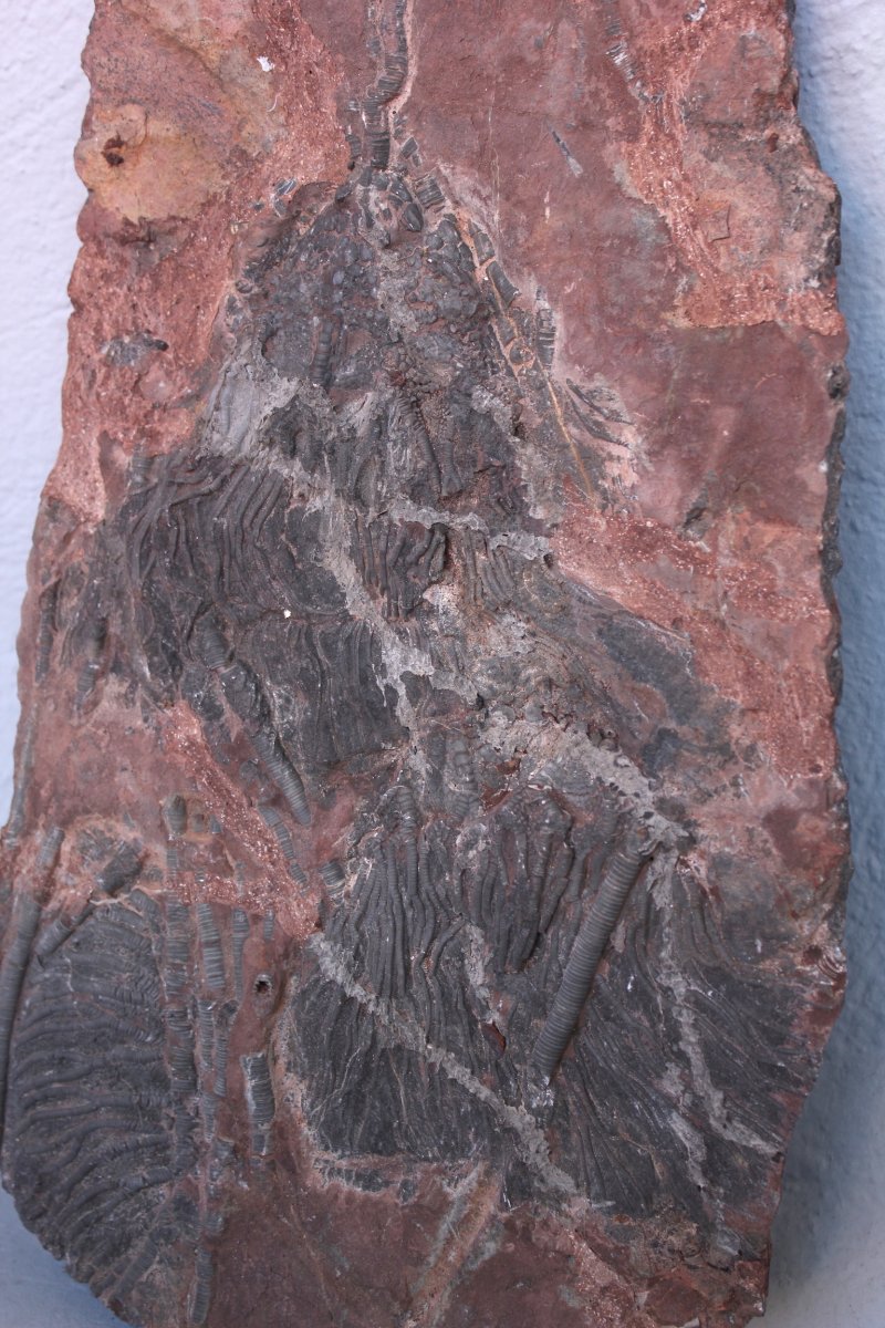 Fossile De Crinoïde-photo-1