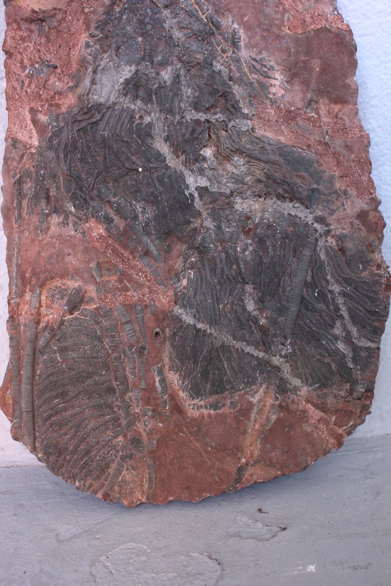 Crinoid Fossil-photo-2