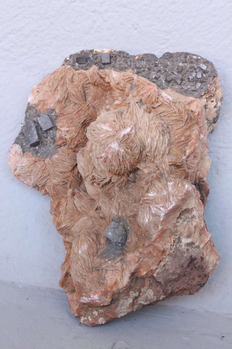 Fossilized Stone