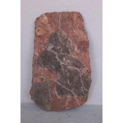 Fossile De Crinoïde