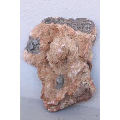 Fossilized Stone