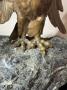 1762287-alb-6a0b7c4ccb0d6.jpg