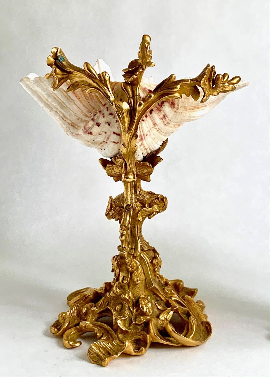 Paire De Tazzas / Vides Poches Coquillages Bénitiers Louis XV  cabinet De Curiosités  XIXème-photo-4