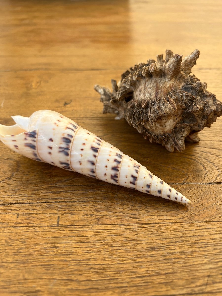 Lot Of 20 Collectible Shells 1960-photo-2