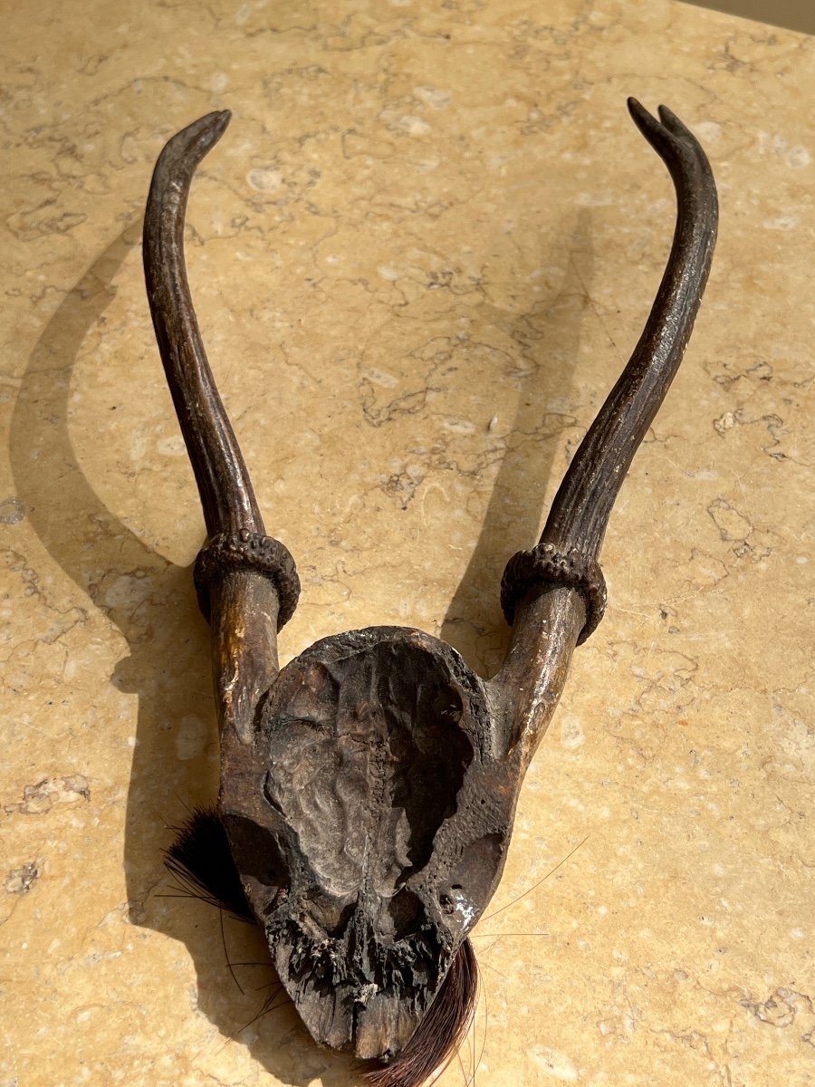 Trophée De Case Crâne De Cervidé Ethnie Konyak Nagaland XX Siècle -photo-4