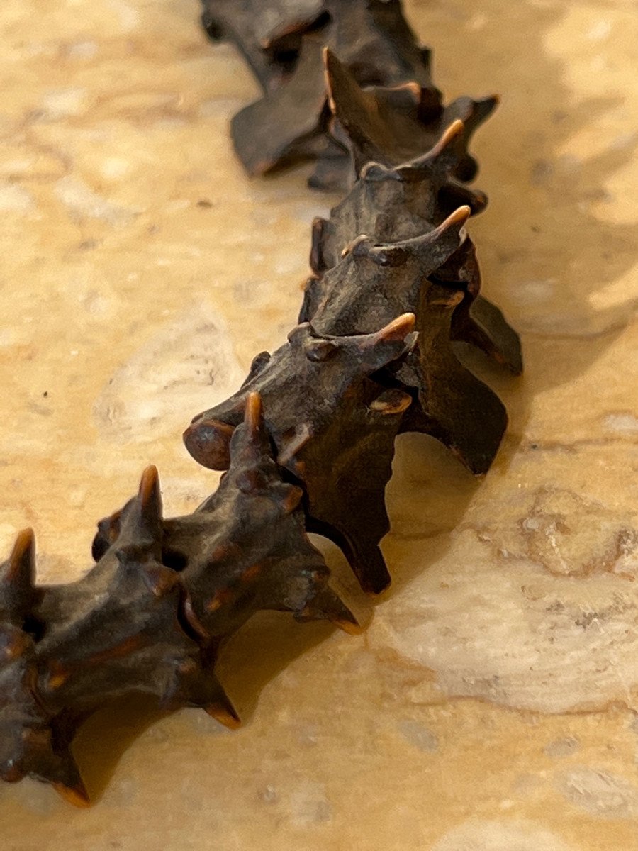 Rare Shaman Necklace In Snake Vertebra, Malo, Vanuatu Islands.-photo-4
