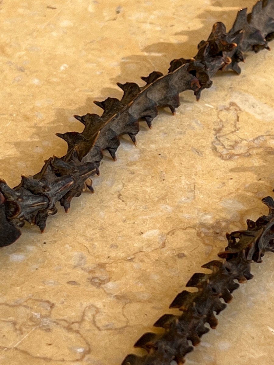 Rare Shaman Necklace In Snake Vertebra, Malo, Vanuatu Islands.-photo-3