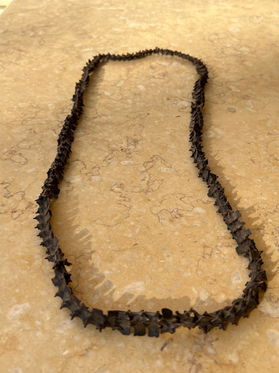 Rare Collier De Shaman  En Vertebre De Serpent ,  Malo , iles Vanuatu .-photo-4