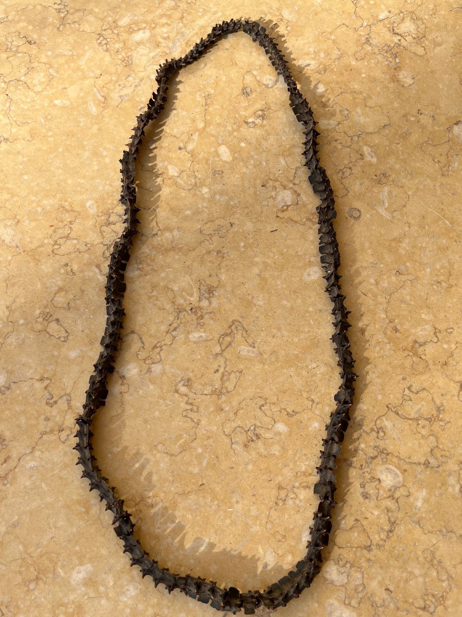 Rare Collier De Shaman  En Vertebre De Serpent ,  Malo , iles Vanuatu .