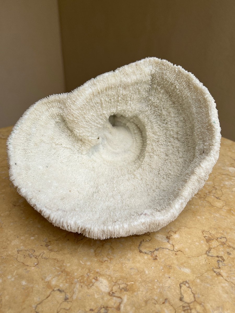White Coral Cushion Shark, Vanuatu, Papua New Guinea-photo-4