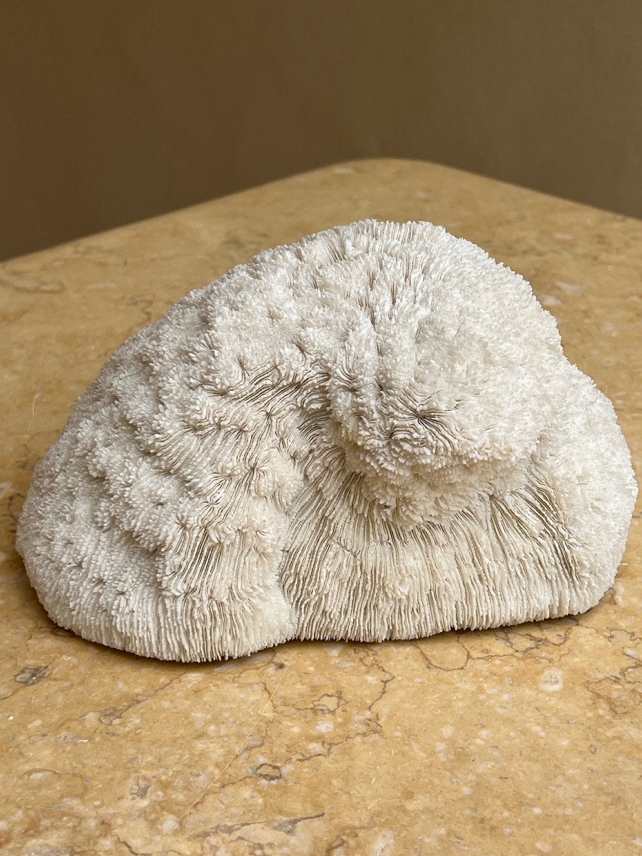 White Coral Cushion Shark, Vanuatu, Papua New Guinea