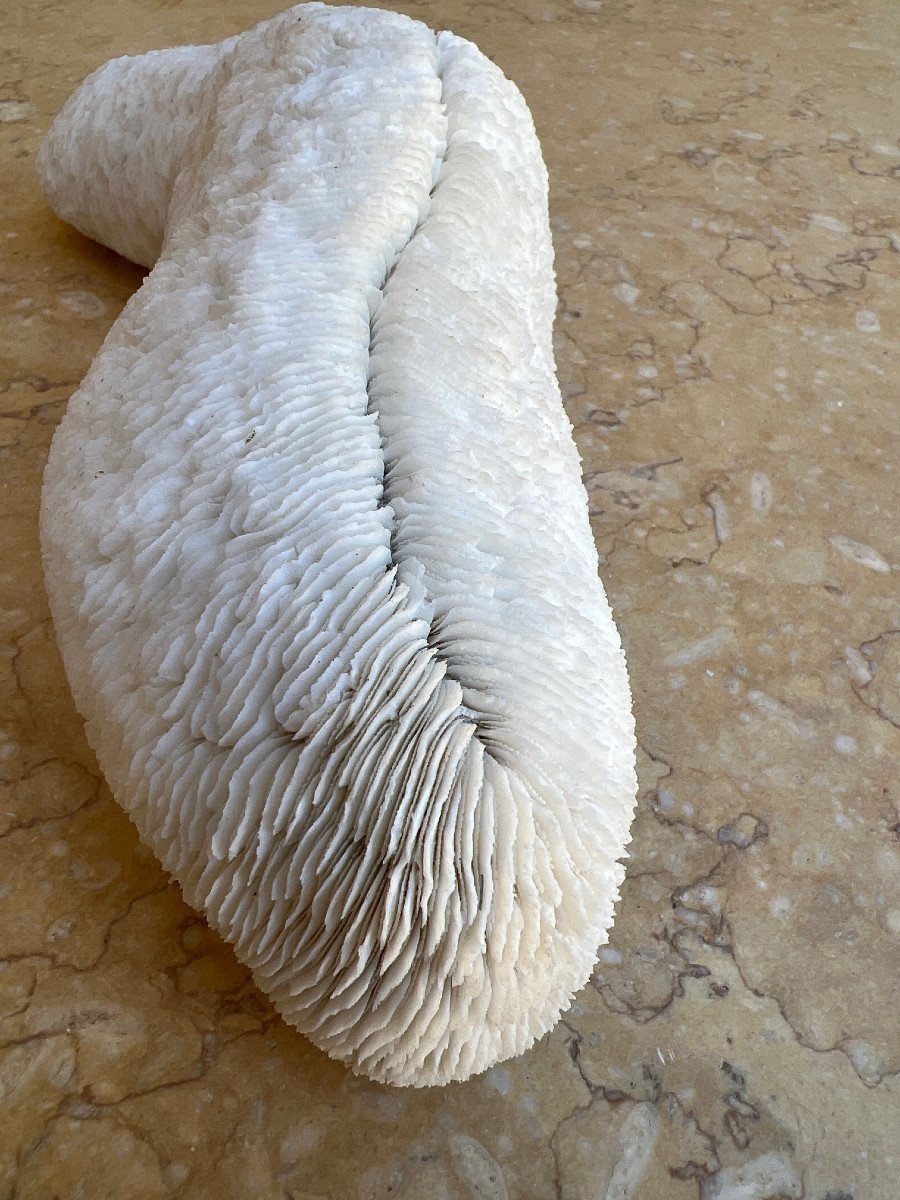 Corail Blanc Coussin De Requin , Vanuatu ,papouasie Nouvelle Guinée