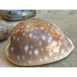 Lot De 50 Coquillages De Collection 1970 