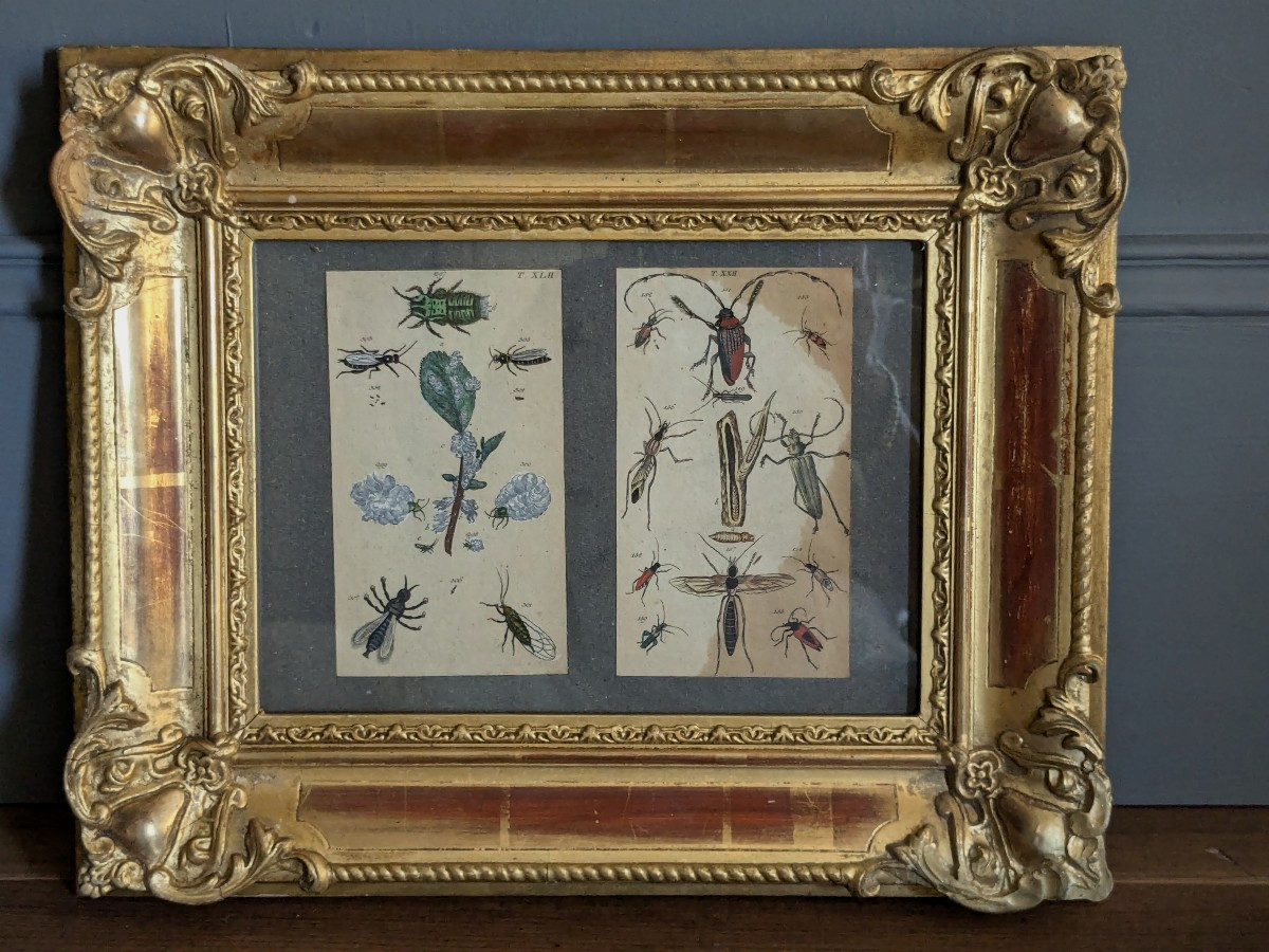 Pair Of 19th Century Entomologist Frames-photo-2