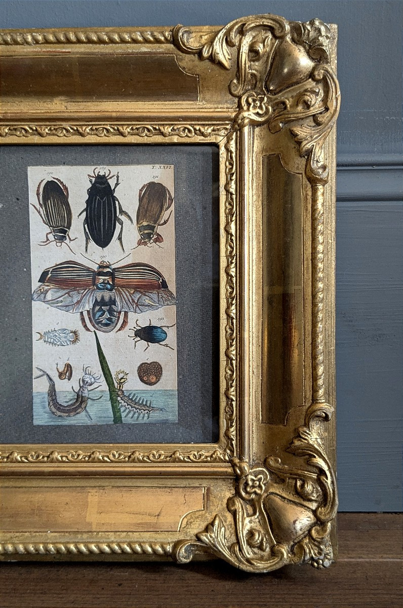 Pair Of 19th Century Entomologist Frames-photo-4