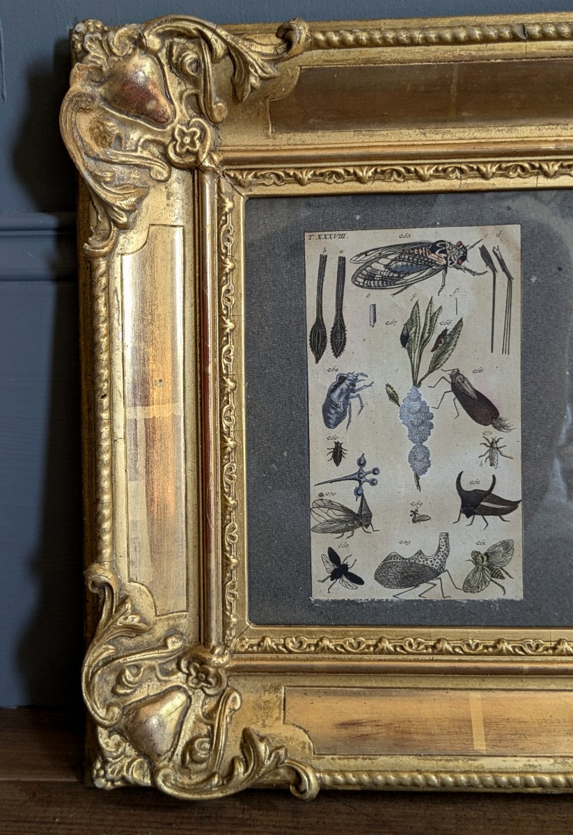 Pair Of 19th Century Entomologist Frames-photo-1