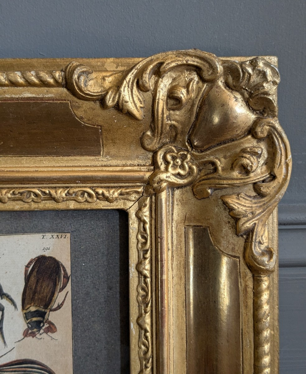Pair Of 19th Century Entomologist Frames-photo-4