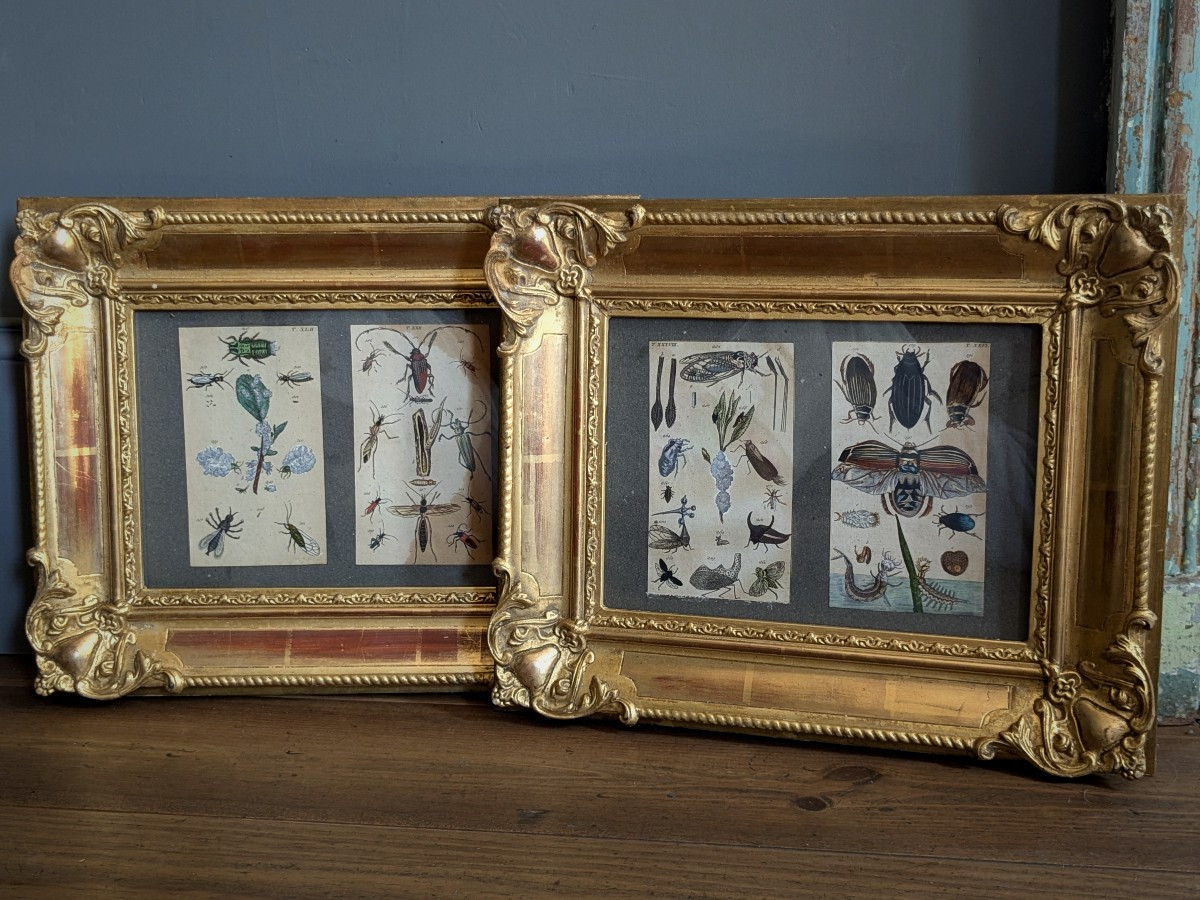 Pair Of 19th Century Entomologist Frames
