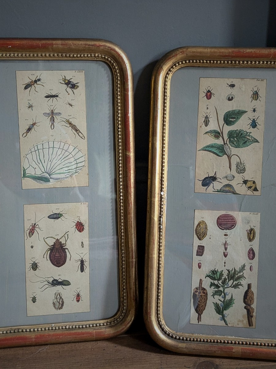 Paire de cadres entomologistes 19 ème siècle-photo-2