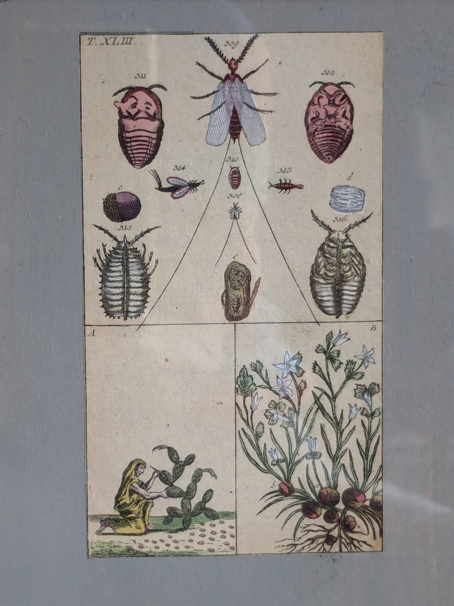 Paire de cadres entomologistes 19 ème siècle-photo-1