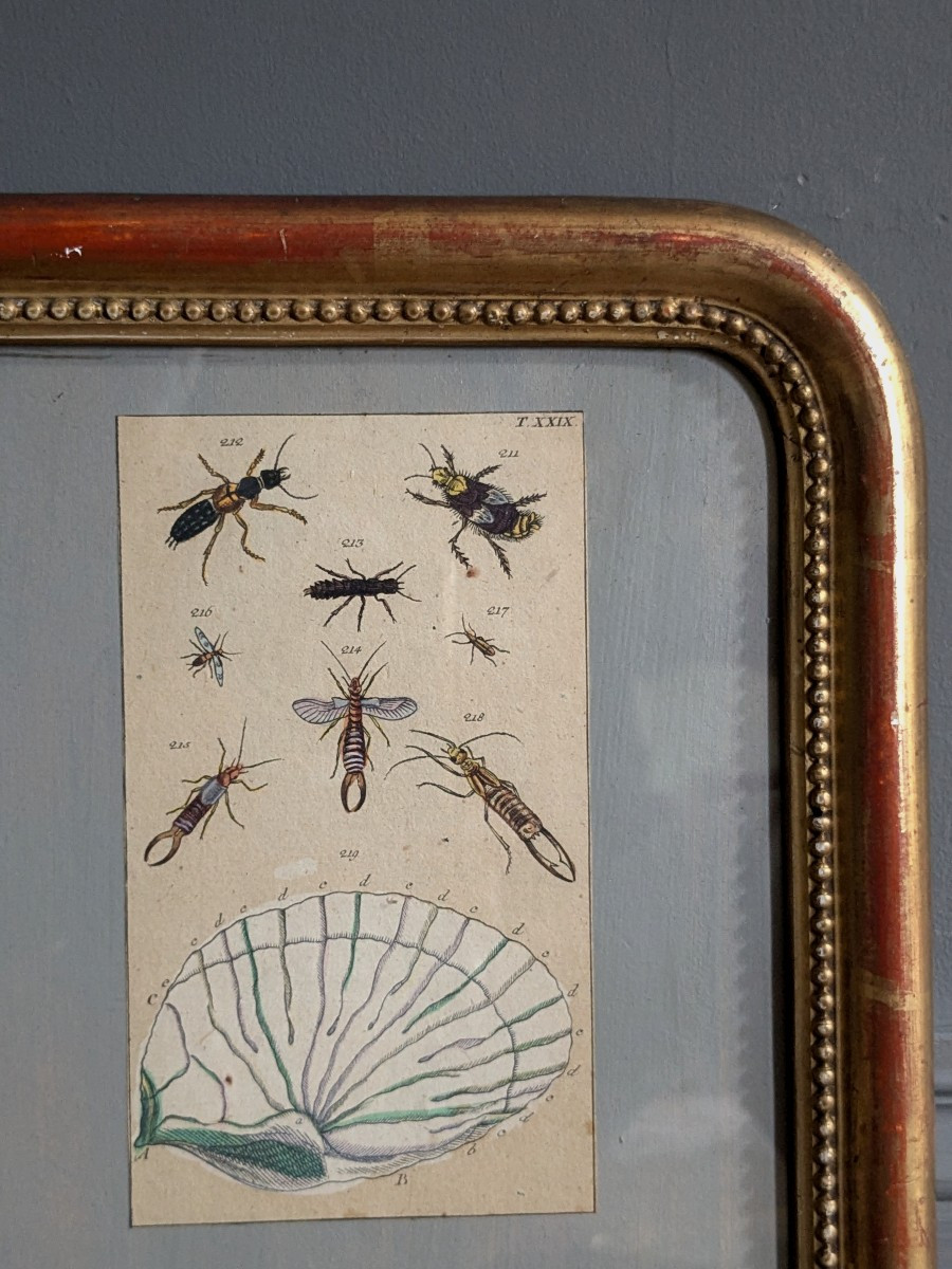 Paire de cadres entomologistes 19 ème siècle-photo-2